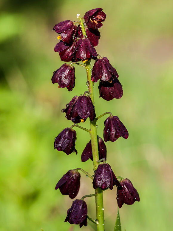 Vårblommande Fritillaria Purple Dynamite