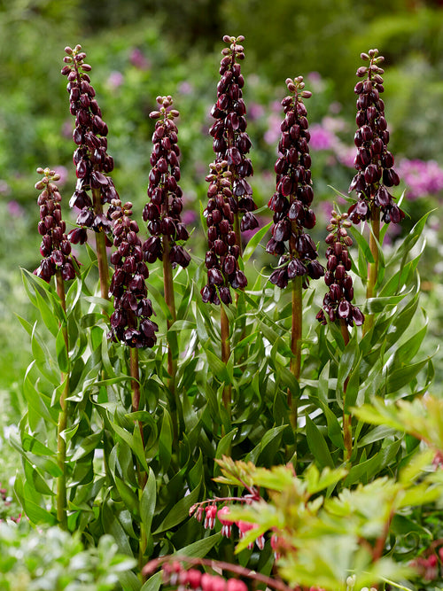 Klockformade lila blommor