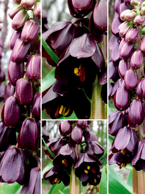 Fritillaria i rabatt