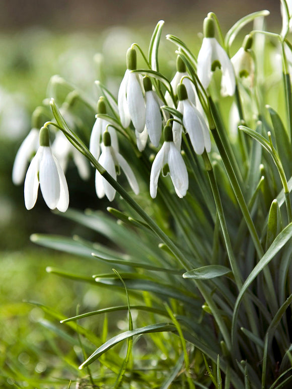 Köp Galanthus Elwesii (Turkisk snödroppe) - DutchGrown™