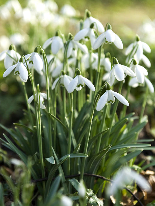 Galanthus Elwesii (Turkisk snödroppe) - DutchGrown™