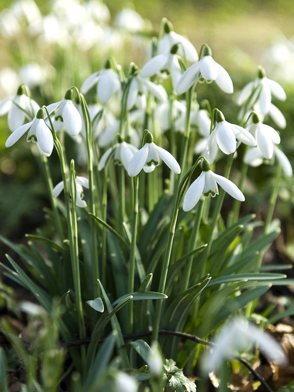 Galanthus Elwesii (Turkisk snödroppe) - DutchGrown™