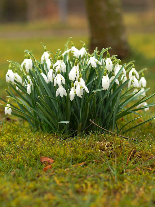 Köp Galanthus Elwesii (Turkisk snödroppe) - DutchGrown™