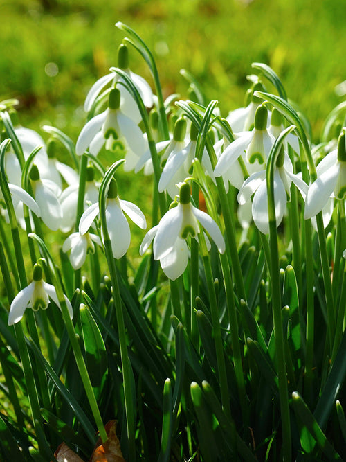 Galanthus Elwesii (Turkisk snödroppe) | DutchGrown™
