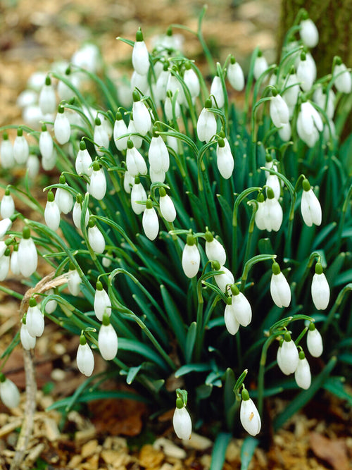 Köp Galanthus Elwesii (Turkisk snödroppe)