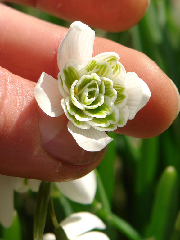 Köp Galanthus Nivalis Flore Pleno