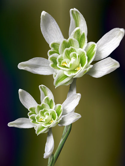 Galanthus Nivalis Flore Pleno