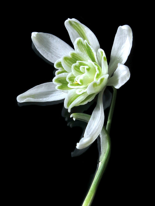 Galanthus Nivalis Flore Pleno