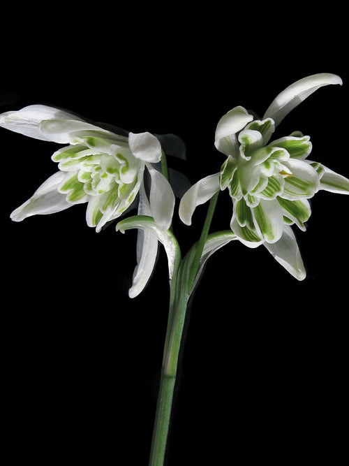 Galanthus Nivalis Flore Pleno