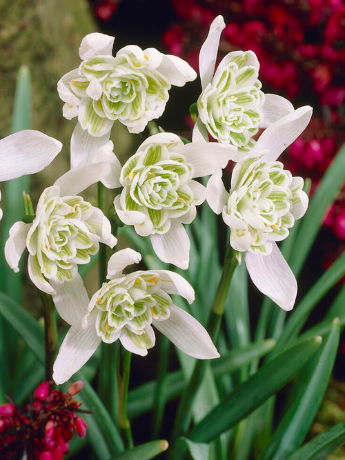 Köp Galanthus Nivalis Flore Pleno