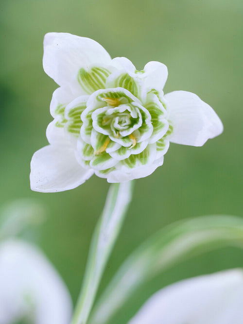 Köp Galanthus Nivalis Flore Pleno