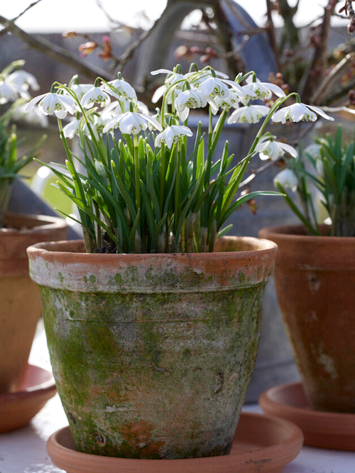 Köp Galanthus Nivalis Flore Pleno