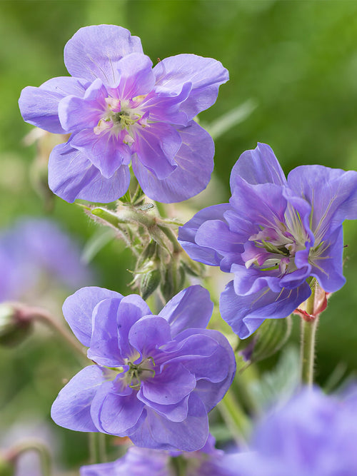 Köp Geranium Azure Skies