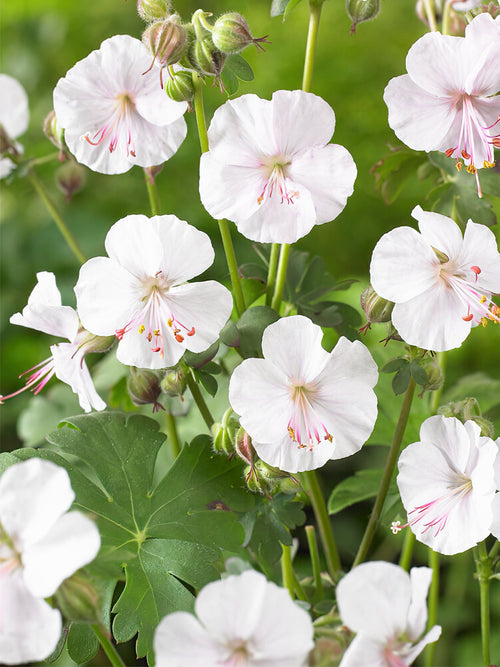 Geranium Biokovo Barrotade perenner | DutchGrown™ Sverige