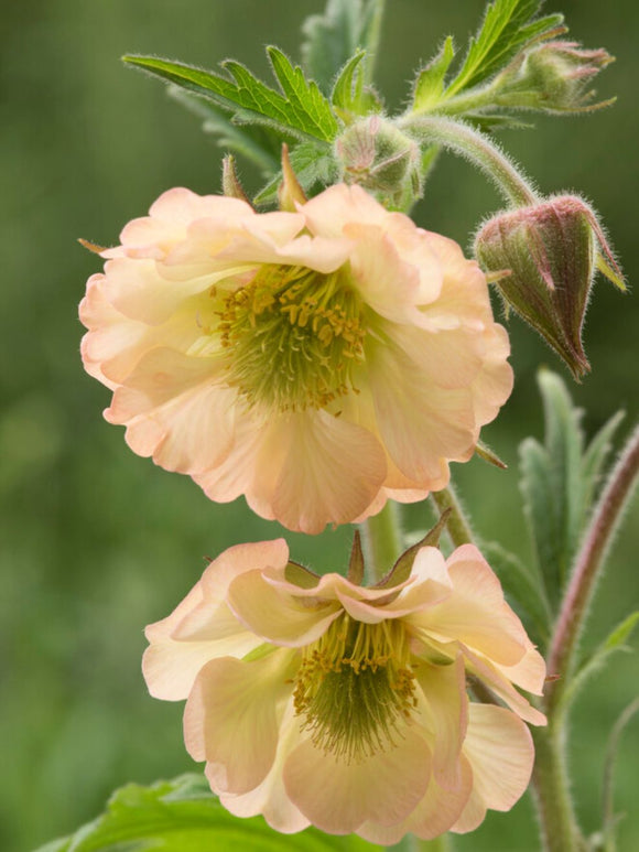 Köp Geum Apricot Pearl