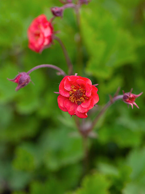 Nejlikrot 'Flames of Passion' (Geum)