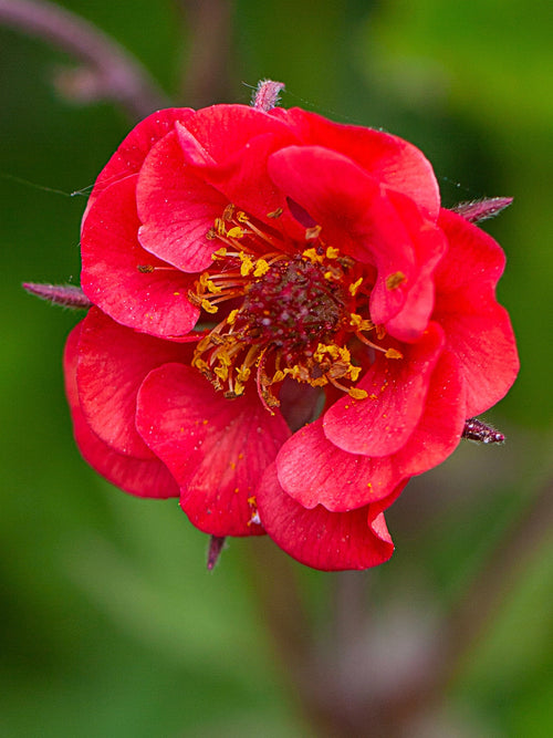 Nejlikrot 'Flames of Passion' (Geum) Barrot