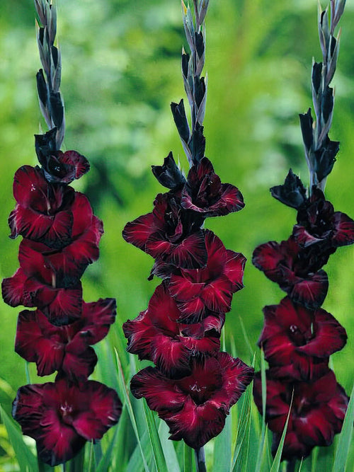 Köp Gladiolus Black Star