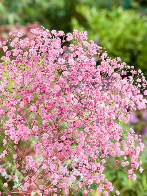 Köp Gypsophila paniculata Rose
