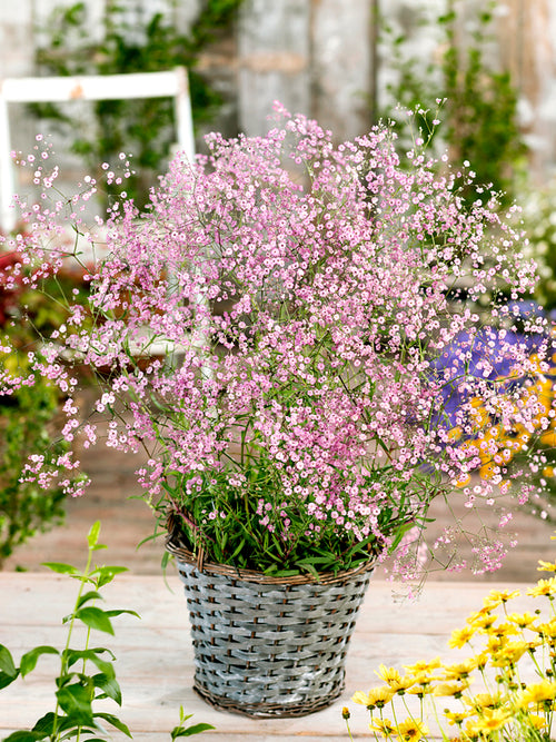 Gypsophila paniculata Rose | Högsta kvalitet