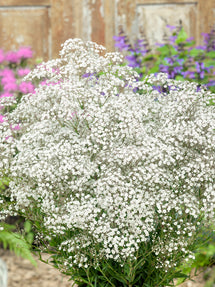 Gypsophila paniculata White