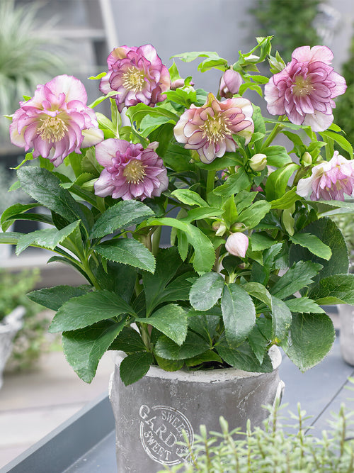 Julros Double Ellen Pink