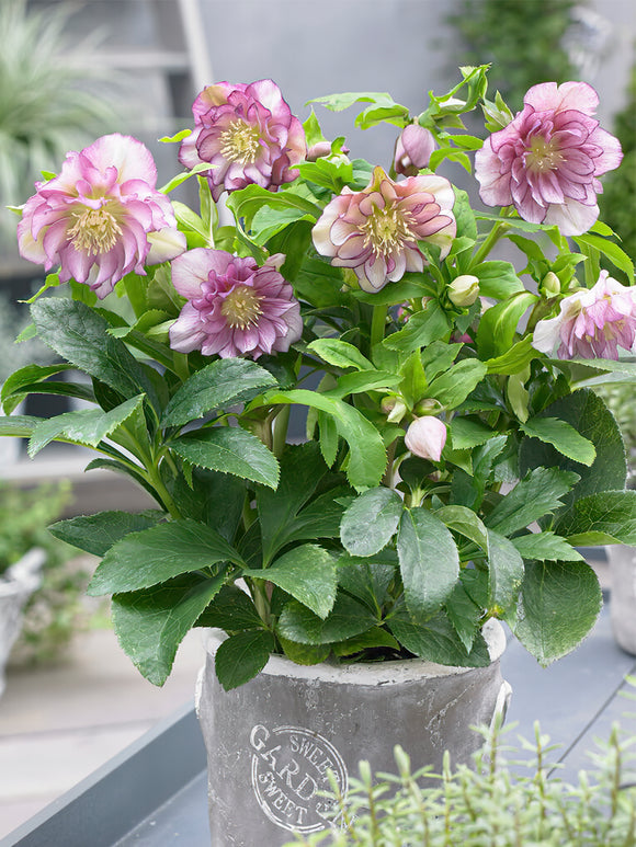 Julros Double Ellen Pink