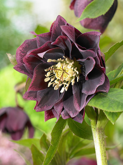 Köp Julros Double Ellen Purple