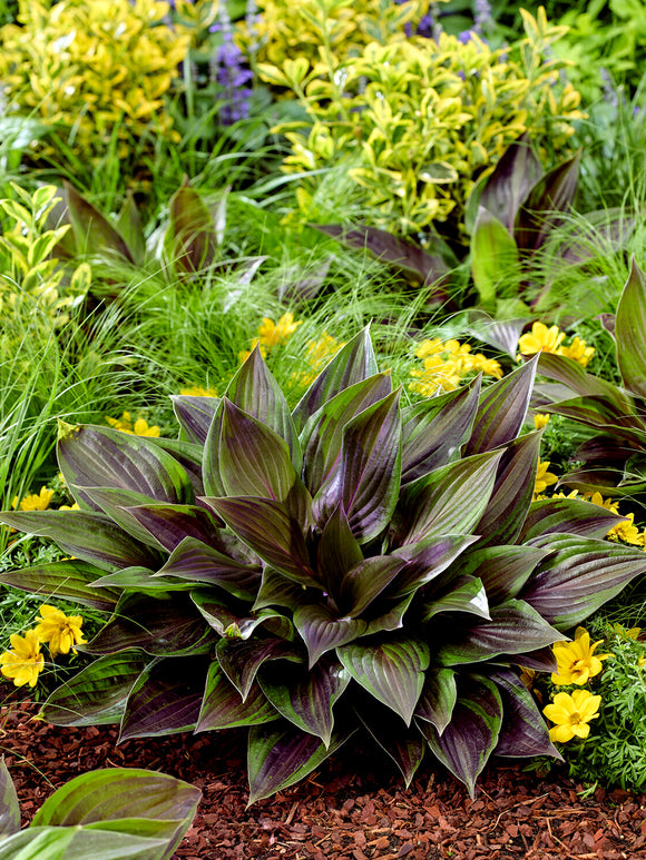Hosta RED NINJA ('Nk2021') med mörkgrönt bladverk