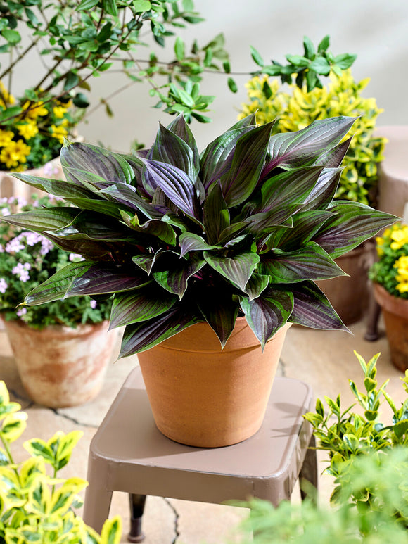 Hosta RED NINJA ('Nk2021') med långvarigt röda bladskaft