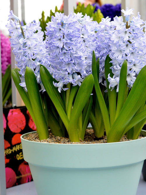 Köp Hyacint Blue Eyes från DutchGrown™