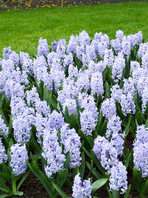 Hyacint Blue Eyes från Holland hos DutchGrown™