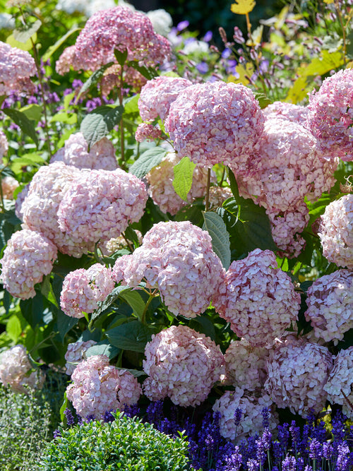 Hortensia Candybelle Bubblegum