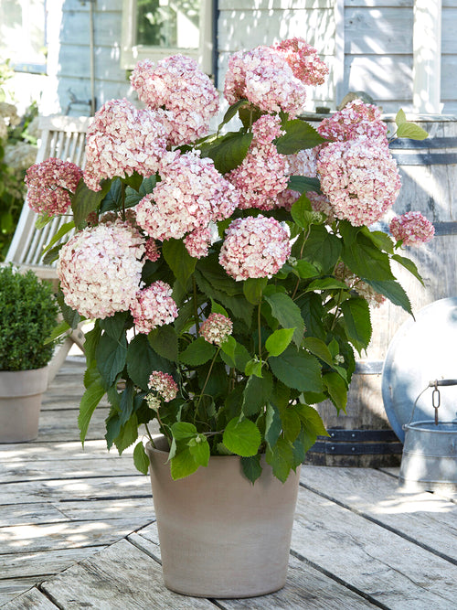 Hortensia Candybelle Bubblegum
