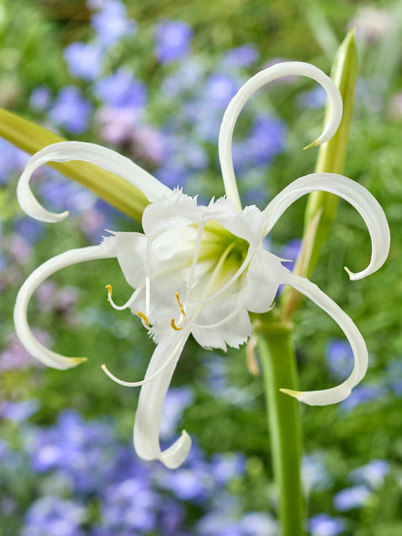 Hymenocallis Festalis Zwanenburg