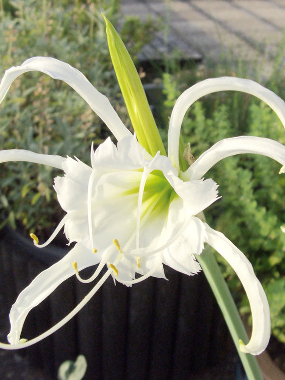 Hymenocallis Festalis Zwanenburg