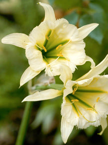 Hymenocallis Sulphur Queen