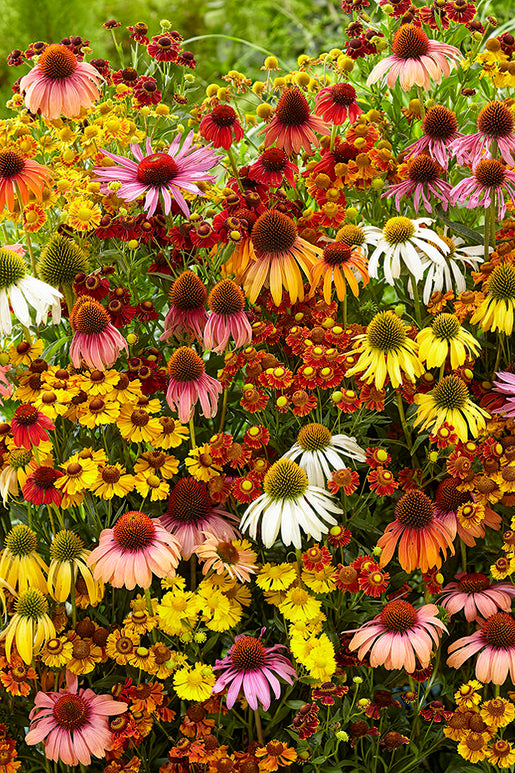 Indian Summer-mixen