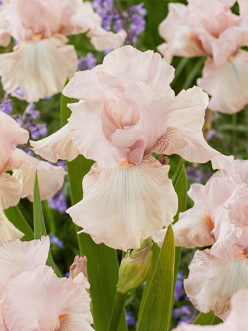 Beställ dina barrotade Iris för leverans under våren!