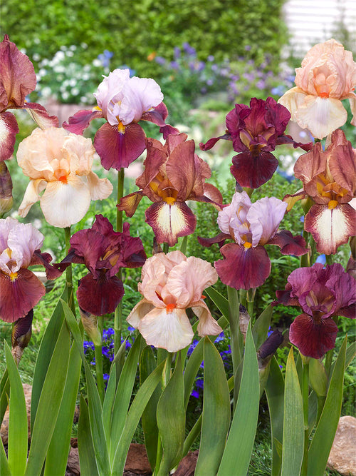Skäggiris New Romantics Collection Mix Bearded Iris