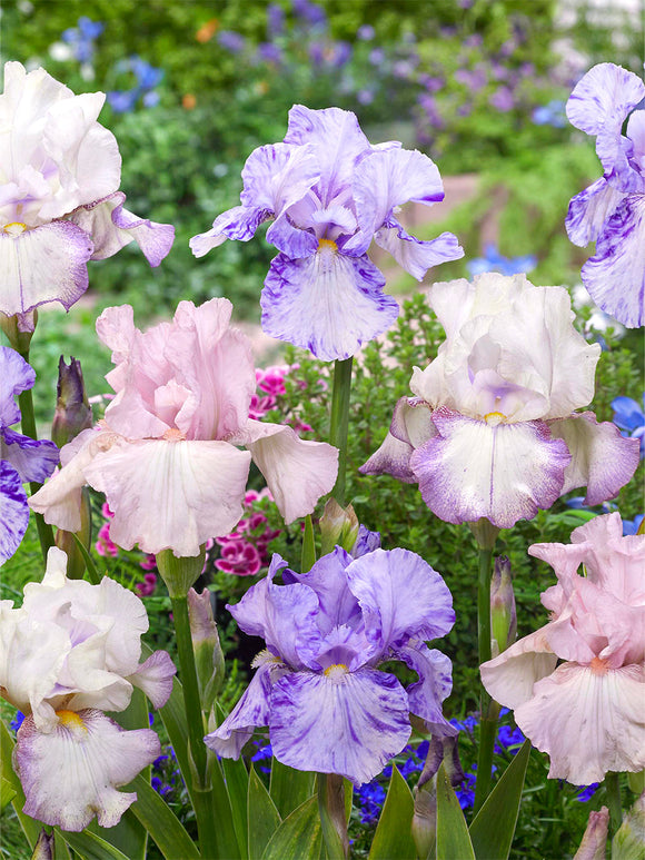 Skäggiris 'Pastel Collection' (Iris Germanica )