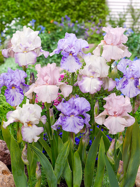 Skäggiris 'Pastel Collection' (Iris Germanica )