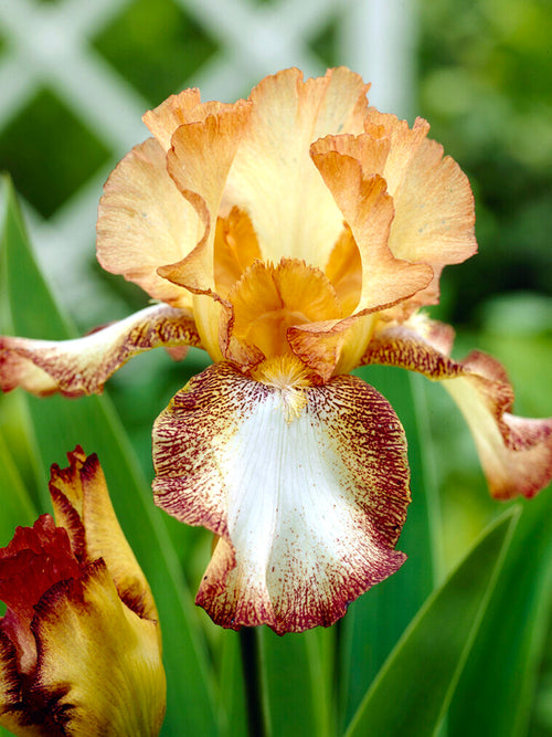 Skäggiris 'Siva Siva' (Iris Germanica)