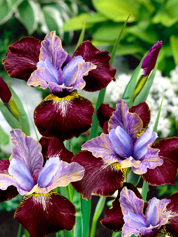 Sibirisk Iris 'Black Joker' (Iris Sibirica)