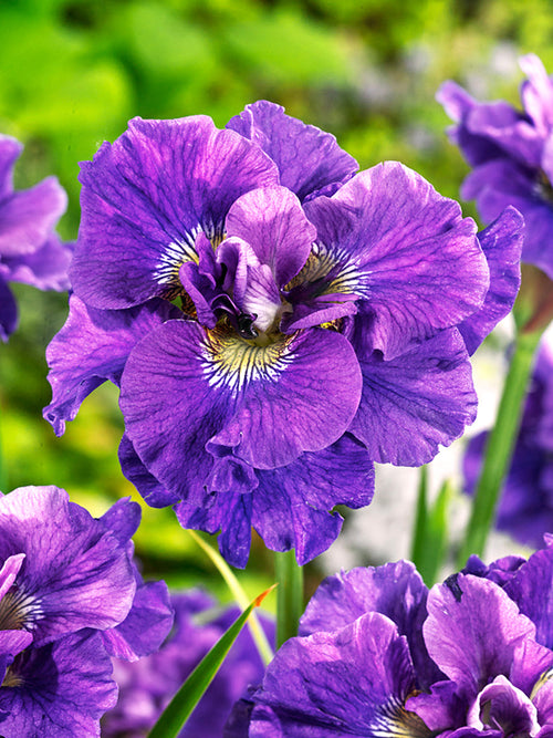 Sibirisk Iris 'Concord Crush' (Iris Sibirica)