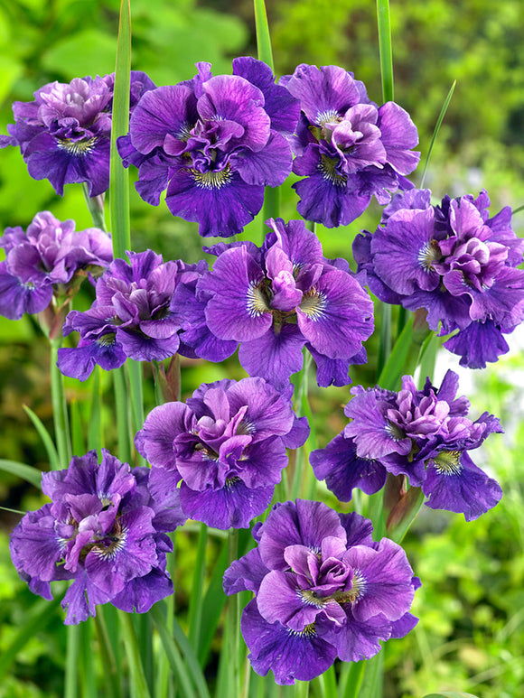 Sibirisk Iris 'Concord Crush' (Iris Sibirica)