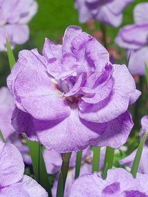 Sibirisk Iris 'Imperial Opal' (Iris Sibirica)
