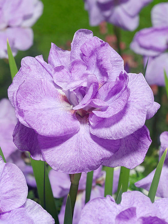 Sibirisk Iris 'Imperial Opal' (Iris Sibirica)
