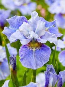 Sibirisk Iris 'Mission Bay' (Iris Sibirica)