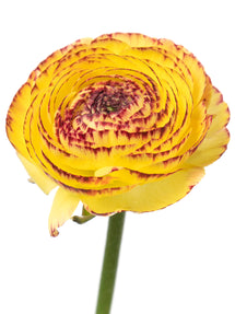 Italiensk Ranunkel Elegance Giallo Striato